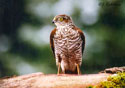 Accipiter nisus